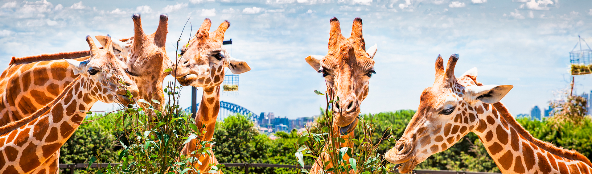 Taronga Zoo Sydney